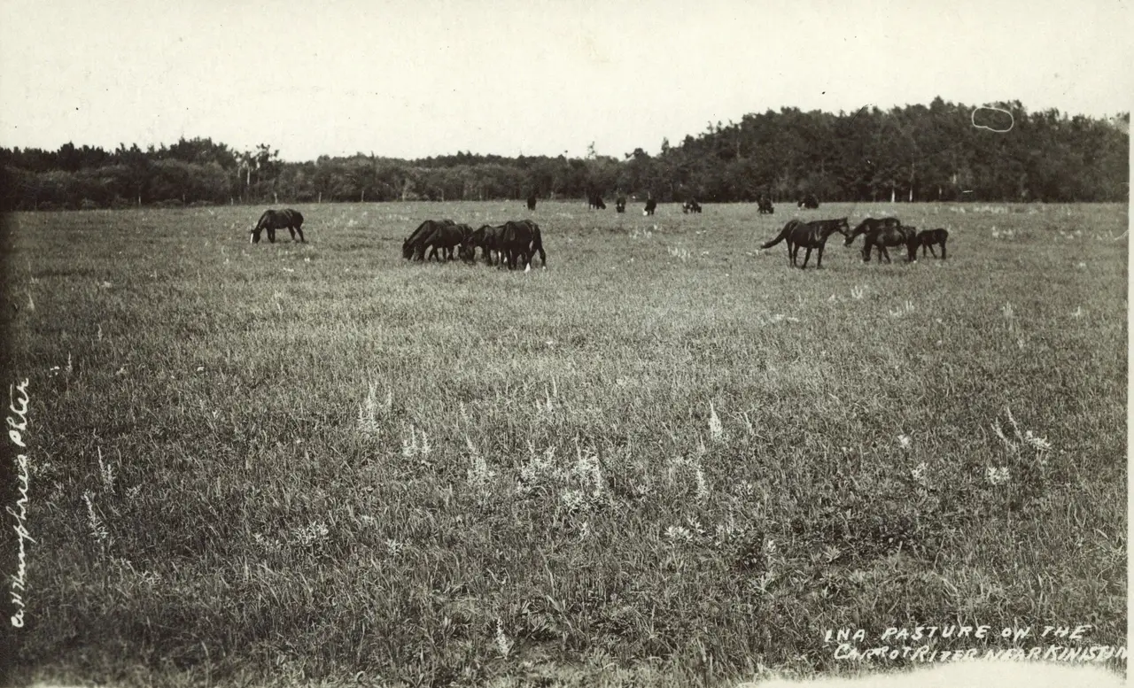 Horses grazing in a pasture on the Carrot River near Kinistino, about 1915