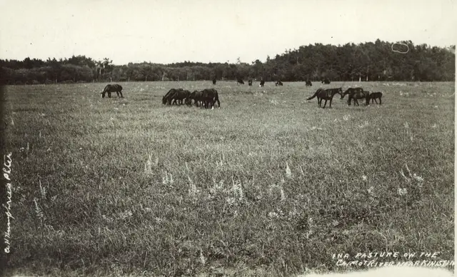 Horses grazing in a pasture on the Carrot River near Kinistino